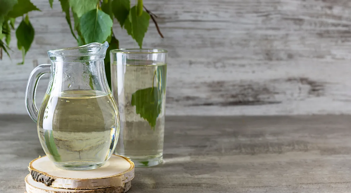 Сладость березы: откуда берется вкус сока и как его пить правильно, чтобы не навредить здоровью