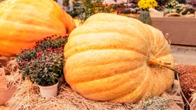 Подмосковный фермер вырастил тыкву весом почти тонну