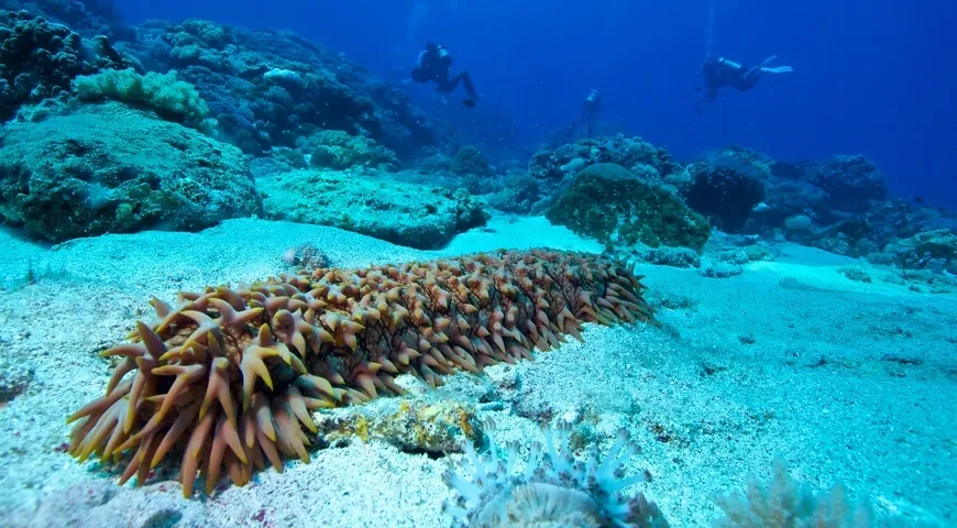 Под названием «трепанг» объединены несколько видов голотурий. Они различаются по размеру, цвету, плотности кожи и структуре мякоти