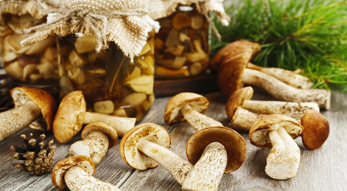 Почему белые грибы нельзя солить холодным способом