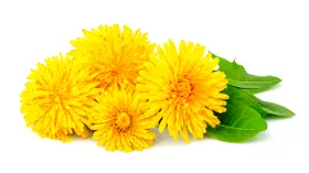 Цветы одуванчика: описание продукта