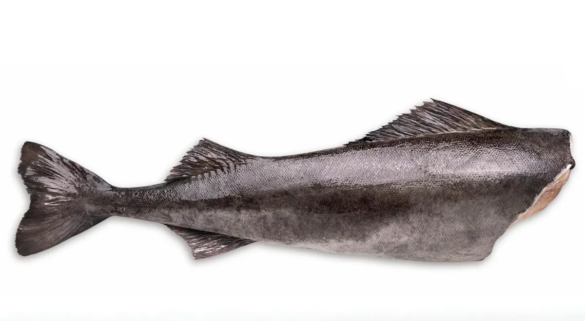 Угольная рыба