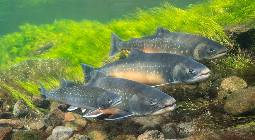 Арктический голец (Salvelinus alpinus)
