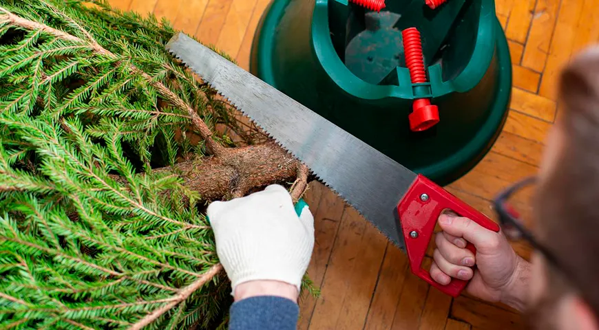 Если спил старый, то его нужно «освежить», чтобы елка лучше впитывала воду