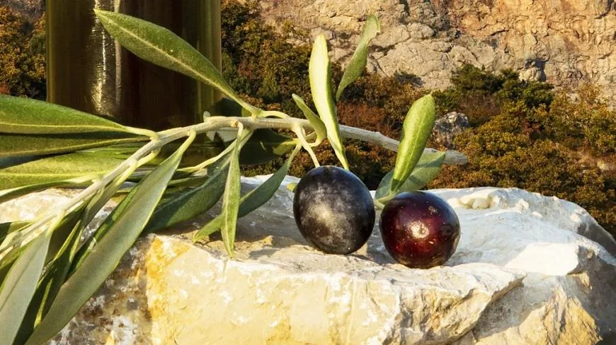 Крымская оливка