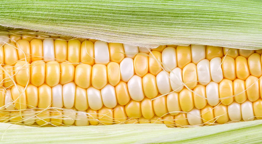 У молодой кукурузы зернышки нежные, от почти белого до светло-желтого цвета