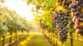 В России может появиться большая винная дорога