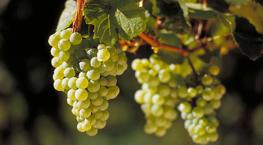 Рислинг — один из самых аристократичных сортов винограда