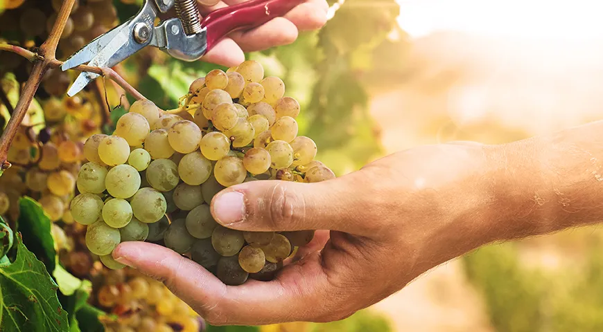 У более дорогого алкоголя происхождение винограда, круг разрешенных ингредиентов уже, а контроль исходного сырья выше