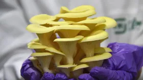 Грибы вешенки: как мы их выращиваем, чтобы у вас круглый год на столе были свежие грибы