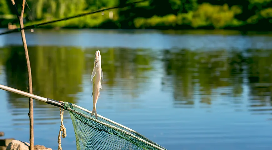 Лучше всего ловить и есть чехонь с апреля по июнь, так как в это время ее мясо самое плотное, сочное и вкусное