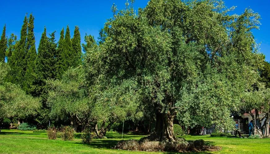 Одно из старейших оливковых деревьев в Крыму, которому 200 лет