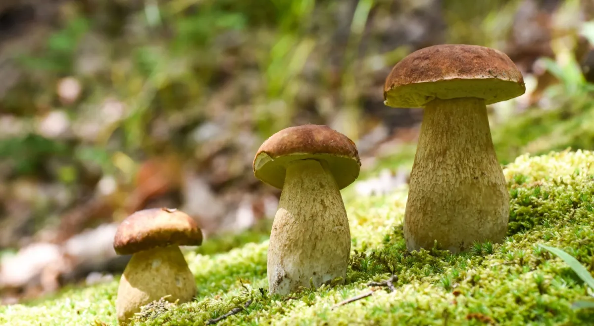 Фото белого гриба в лесу