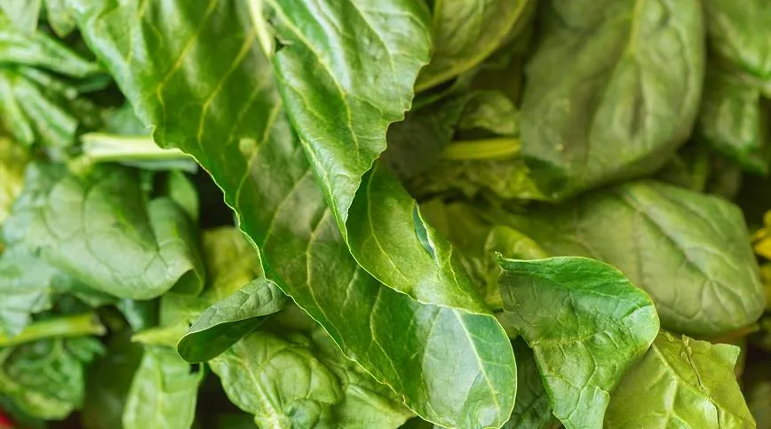 Современные сорта шпината — без горечи, с широкими листьями