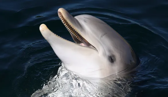 Медик месяц питался рыбными консервами и сделался похожим на дельфина