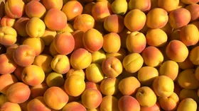 Сочные и сладкие, в магазинах появились сезонные абрикосы