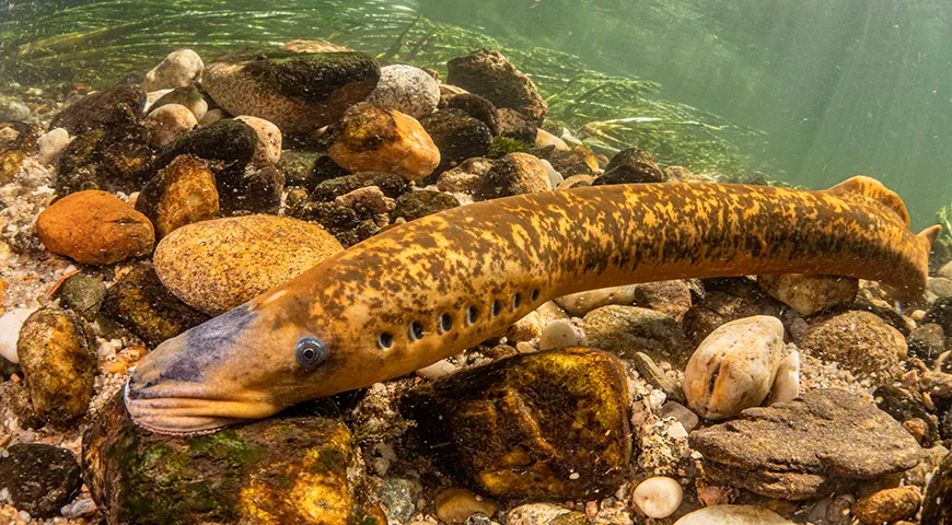 Длина морской миноги достигает 90 см при массе до 2 кг