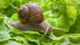 Виноградная улитка