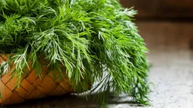 Не дайте укропу завянуть: кулинары предложили сделать изысканный песто на основе «простой» зелени