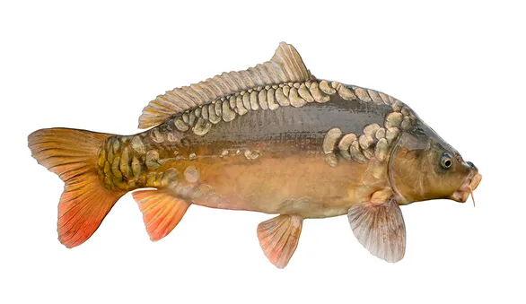 Зеркальный карп