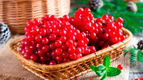 Кому нельзя есть ягоды калины: нутрициолог назвала список противопоказаний