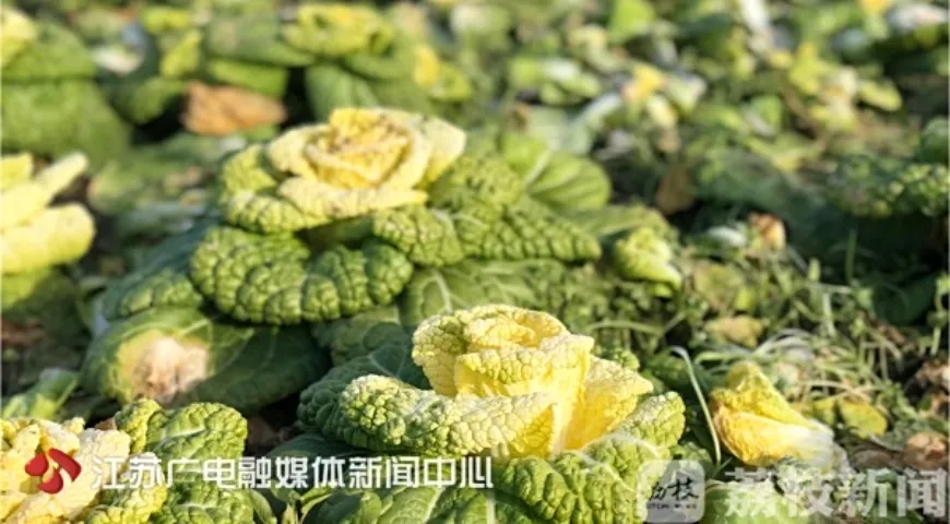 Китайский профессор Хоу Силинь из Нанкинского сельскохозяйственного университета вывел «съедобную жёлтую розу»