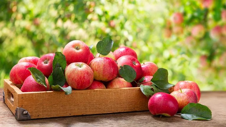  -  ,  ,  ,    Gastronom.ru
