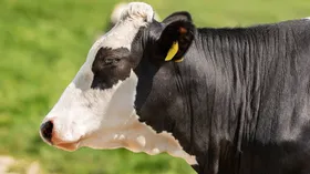 В России планируют выращивать коров без рогов, дающих безаллергенное молоко