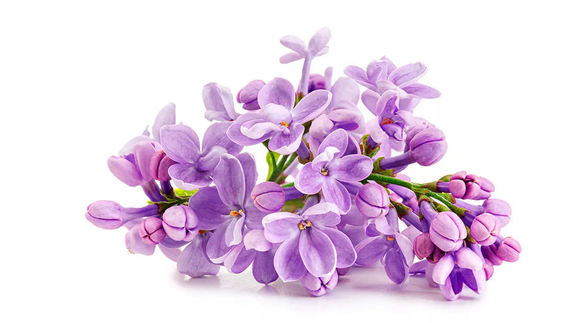 Съедобные цветы сирени