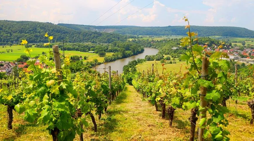 Виноградники на горе Михэльсберг, земля Баден-Вюртемберг
