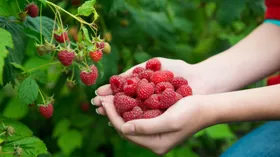 И хочется — и колется: кому нельзя есть малину и смородину