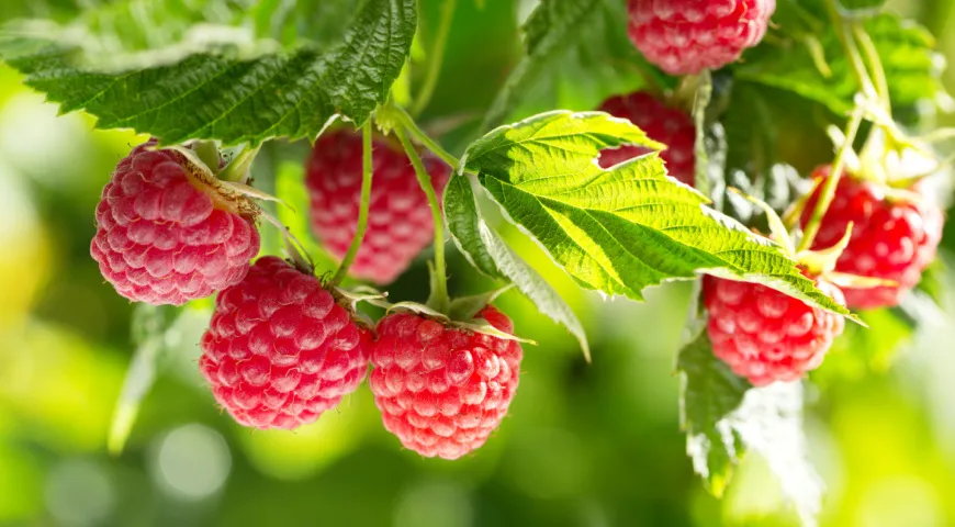 Известны жаропонижающие и противовоспалительные свойства малины – связано это с наличием в ягодах салицилатов – солей салициловой кислоты