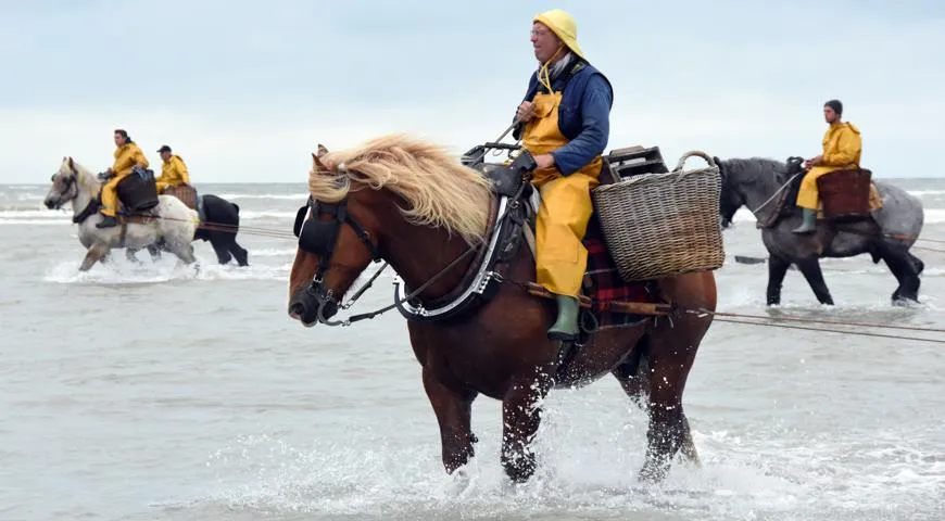 Древний способ ловить креветок верхом на лошади внесен ЮНЕСКО в список нематериального наследия человечества