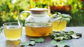 Чай из листьев малины и смородины, польза и вред, как их собирать и сушить