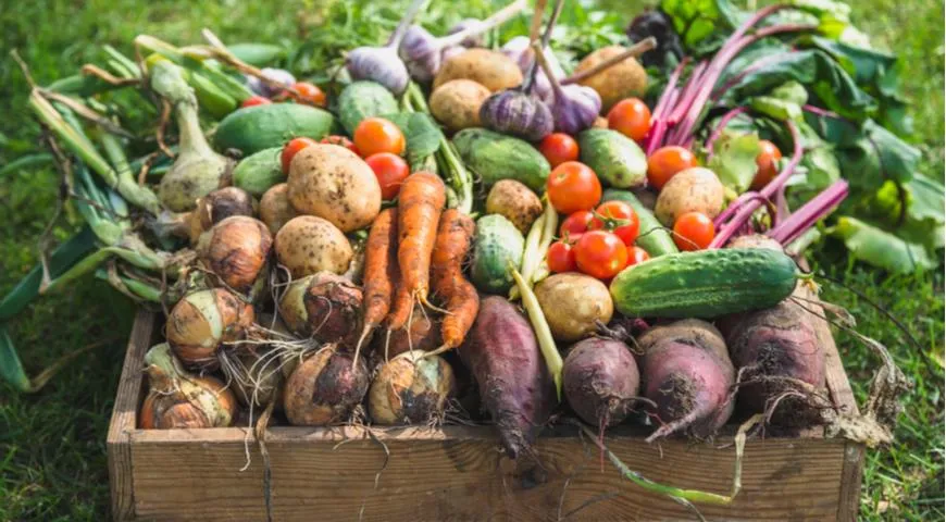 Глава Гидрометцентра предсказал неурожай двух культовых для России овощных культур