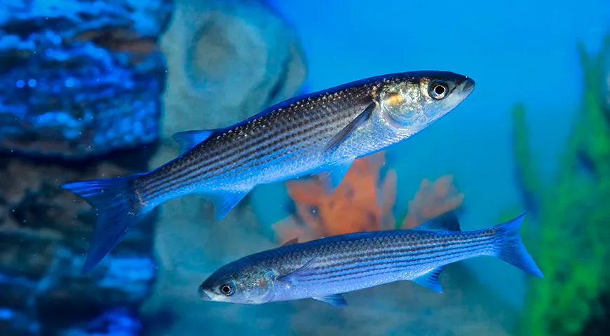 Рыбаки безошибочно идентифицируют лобана по плотной чешуе с контрастной темной спиной и белесым брюхом, а гурманы ценят за изысканные вкусовые качества