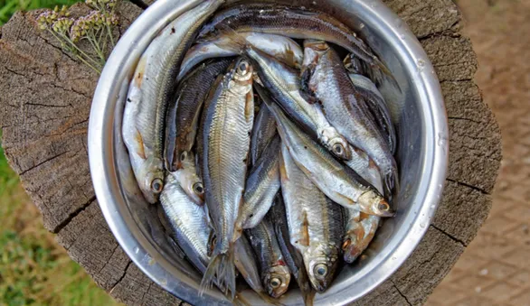 Чем хороша сосьвинская сельдь, которая на самом деле никакая не селедка