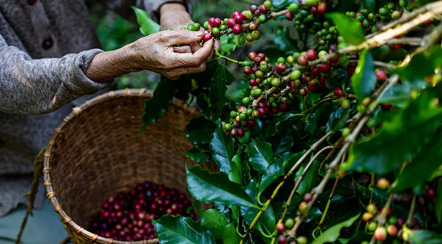 То, что мы называем кофейными зернами, на самом деле — ягоды, которые внешне напоминают вишни