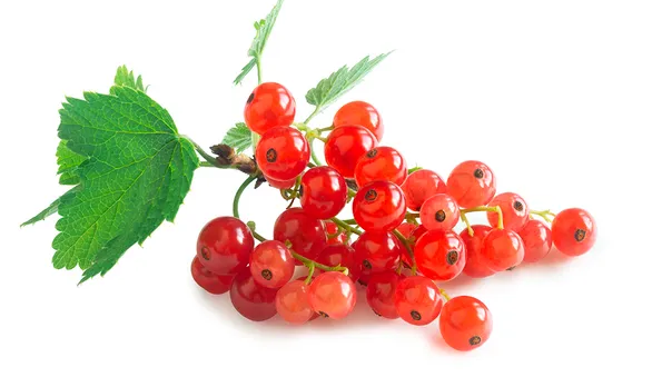 Красная смородина