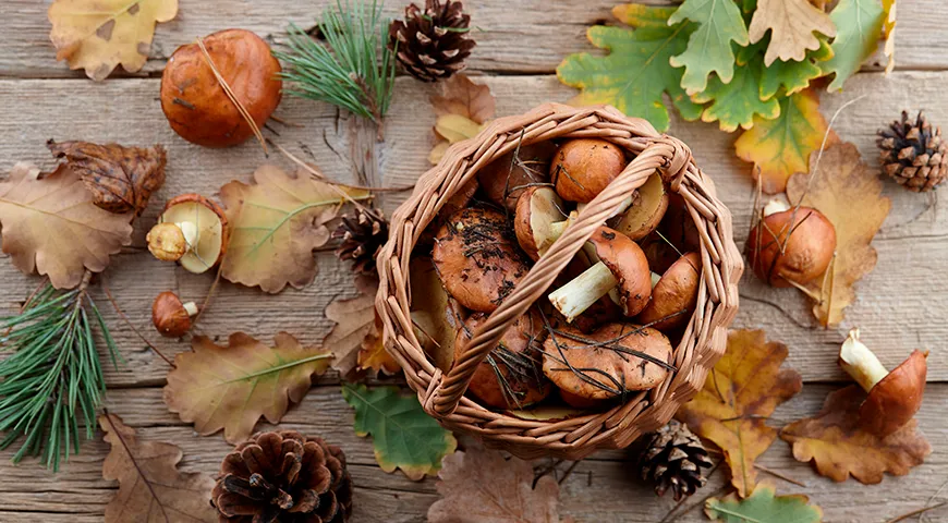 Маслята снижают холестерин, повышают гемоглобин и помогают справляться со стрессом