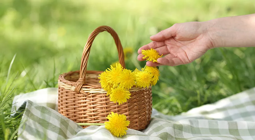 Цветы собирают в пик цветения — с конца апреля по середину июля, когда раскрытые соцветия содержат максимальное количество ароматических веществ