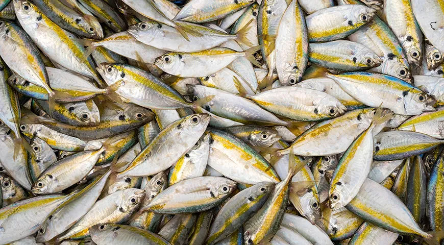 Ключевая отличительная черта желтого полосатика  — яркая желтая продольная полоса, идущая от глаза до хвостового плавника