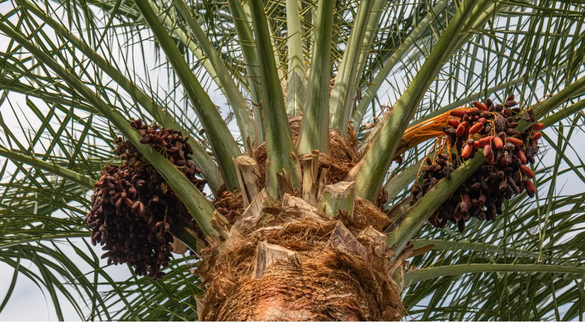 Финиковая пальма со спелыми плодами