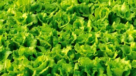 Латук кочанный