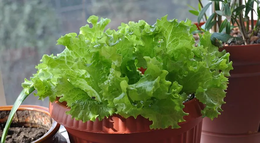 Все хозяйки покупают в супермаркетах свежие салаты в горшках. Не выбрасывайте корни! Когда будет срезать листья, режьте чуть выше, чем обычно, оставьте немного зелени для будущего роста салата. Затем с корней снимите пластиковый сетчатый горшочек и посадите салат в обычный горшок. Уже через пару недель у вас будут собственные молодые сочные свежие листья салата.
