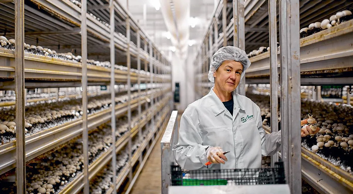 Свежие грибы круглый год, как их выращивают в «Магните»