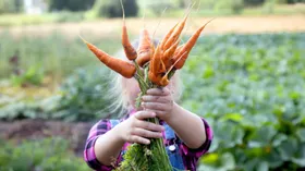 Маски из моркови для лица, волос, губ во имя красоты и здоровья