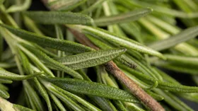 Правда, что от масла розмарина волосы растут быстрее и лучше? Ответила косметолог