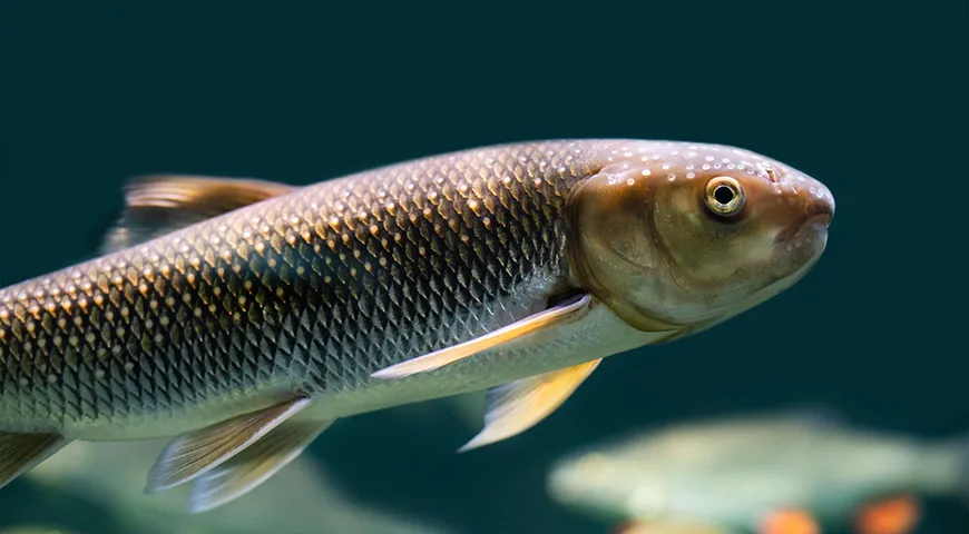 Промысловый лов кутума в основном приходится на весенние месяцы — с середины марта до начала мая, когда рыба идет к речным устьям на нерест