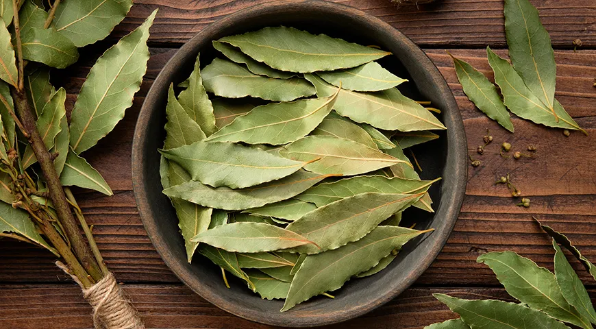 Лавр благородный (Laurus nobilis) — вечнозеленое дерево или крупный кустарник, чьей родиной считается Средиземноморье